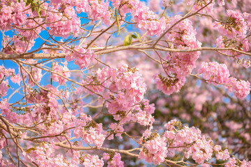 Tabebuia rosea is a Pink Flower neotropical tree