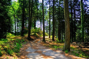 Fototapeta premium 森林の中の小道