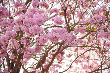 Tabebuia rosea is a Pink Flower neotropical tree