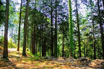 森林の中の小道