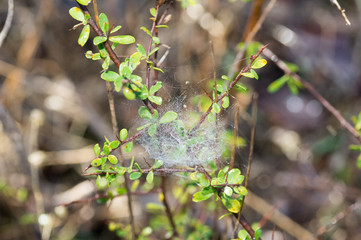 Tiny cobweb