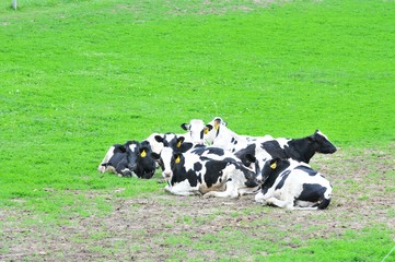 Resting Dairy Cows