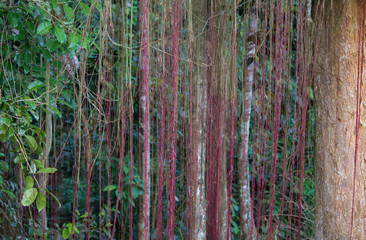 Amazon natural cipos, natural forest art