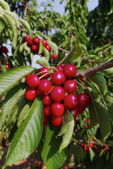 Obraz premium Cherry tree orchard with fresh ripe cherries fruits near cipy Turi, capital of cherry in Apulia, Italy