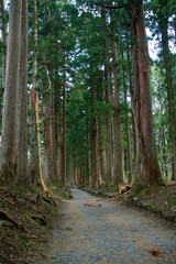 Obraz premium 戸隠神社・奥社参道／長野県長野市