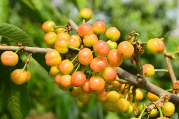 The ripe cherries are on the tree