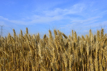 Wheat in the field