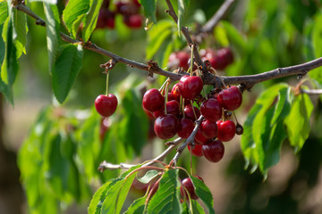 Cherry tree orchard with fresh ripe cherries fruits near cipy Turi, capital of cherry in Apulia, Italy