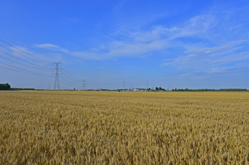 Wheat in the field