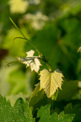 Old traditional alberello  vineyards with rows of primitivo wine grapes plants in great wine region of South Italy Manduria in Apulia