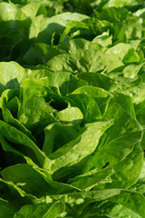 Fresh organic green lettuce leaf vegetable growth outdoor on field, ready to harvest