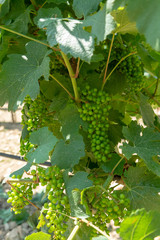 Ripening grapes on wine grapes plants in great wine region of South Italy, summer in Apulia