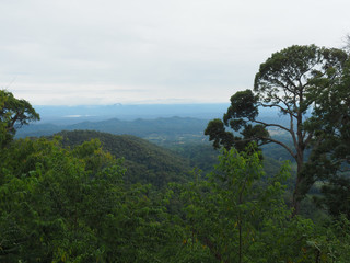 forest and sky in foggy day on hill at viewpoint in morning