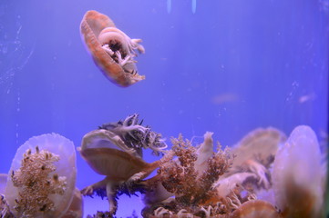 The beautiful jellyfish