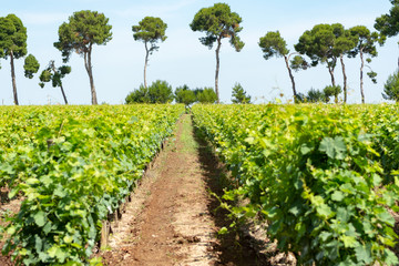 Big vineyards with rows of white wine muscat grapes plants in great wine region of South Italy...