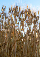 Sunrise over ripe golden wheat fields ready for harvest, South of Italy