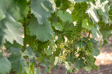 Ripening grapes of red wine grapes plants in great wine region of South Italy Apulia