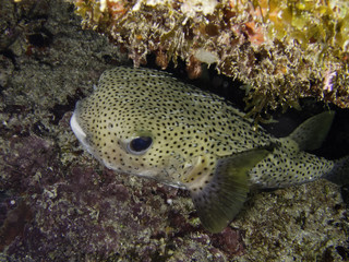 Naklejka na ściany i meble baiacu Graviola - Porcupinefish