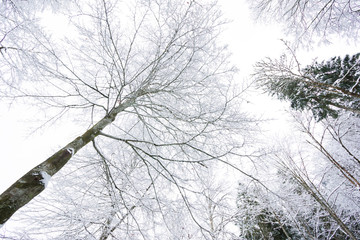 Dry trees in the snow in Fussen city of  German