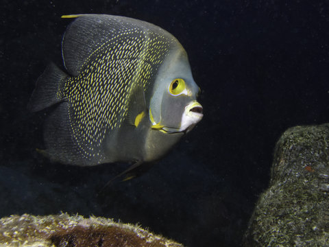 Frade - French Angelfish