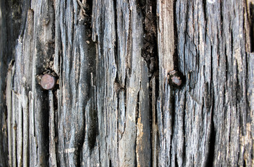 The nail on a wooden sheet is decayed.