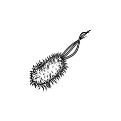 Bacterial microorganism hand drawn outline doodle icon