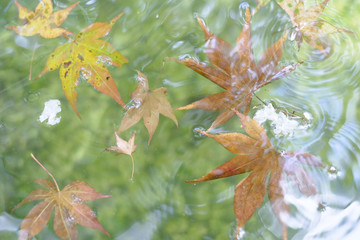 Maple leaves