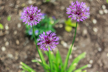Fototapeta premium wild onions bloomed on the lawn in early summer 
