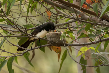 Close-up of Willy Wagtail (Rhipidura leucophrys) feeding its chicks - native Australian bird