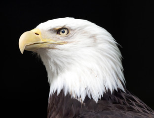Bald Head Eagle Head