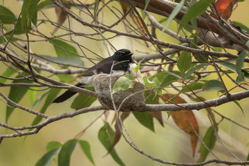 Close-up of Close-up of Willy Wagtail (Rhipidura leucophrys) sitting on its nest - native Australian bird