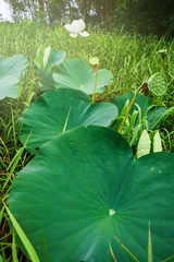 white lotus and leaves beauty in garden park public