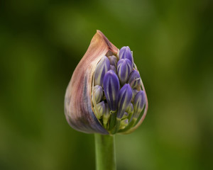 Close-up of Emerging Agapanthus Flower Bud
