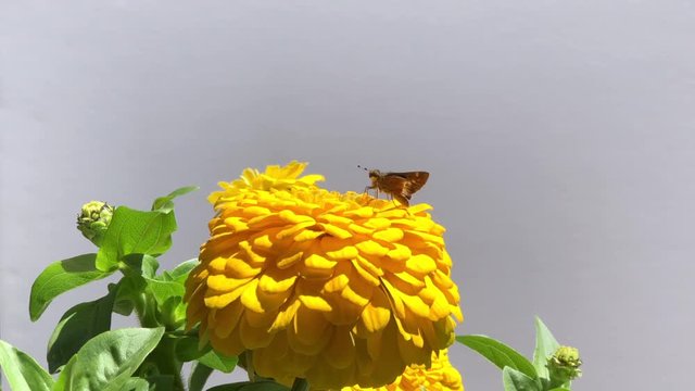 4K HD video of a fiery skipper (Hylephila phyleus) a butterfly of the family Hesperiidae. Males are orange or yellow with black spots while the females are dark brown with orange or yellow spots
