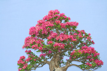 Close up bonsai with pink flowers on background