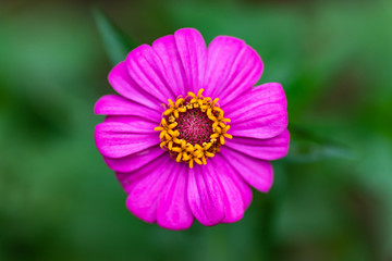Fototapeta premium Close up of pink Zinnia flower (Zinnia violacea Cav.) in a garden