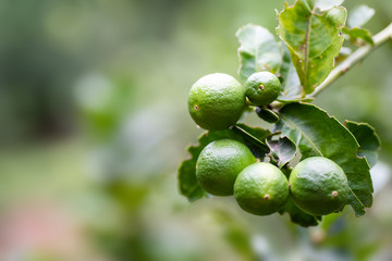 Lime fruit in organic garden