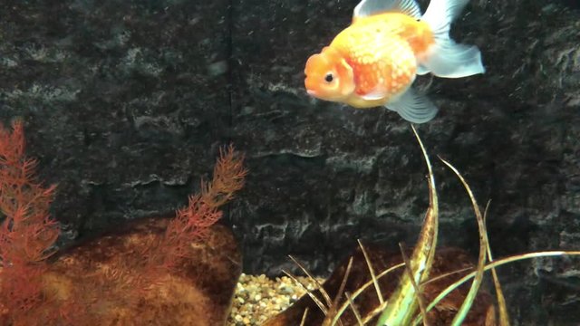 beautiful goldfish floating in an aquarium