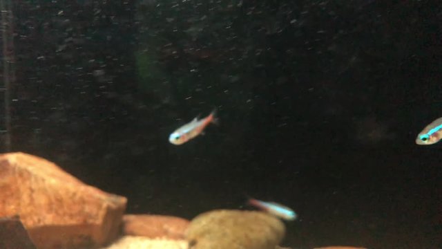 beautiful fish floating in an aquarium        