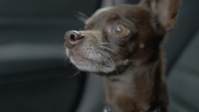 Close up chihuahua dog in a modern SUV vehicle