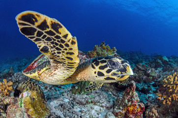 Naklejka na ściany i meble Hawksbill sea turtle (eretmochelys imbricata)