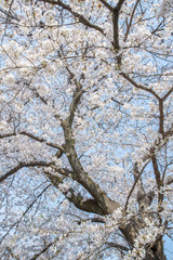 Japanese Sakura cherry blossom in spring season