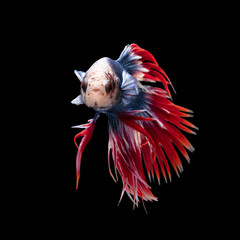Betta splendens(Pla-Kad),Siamese fighting fish aquarium fish beatiful tail and move action isolated on white background with clipping path included