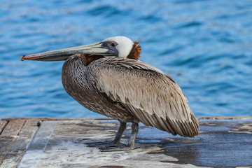 Pelican Laying Low
