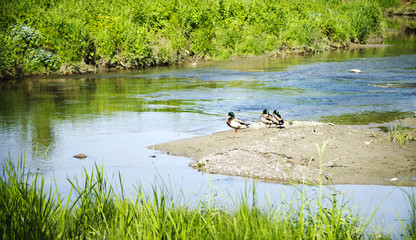 A wild ducks at river