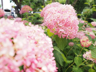 アジサイ