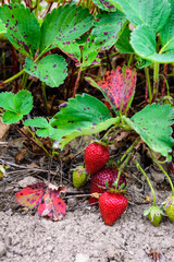 Close up of a strawberry plants with red berries ready for picking, along with green berries yet to ripen
