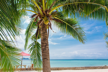 Fototapeta na wymiar Palm trees on a beach