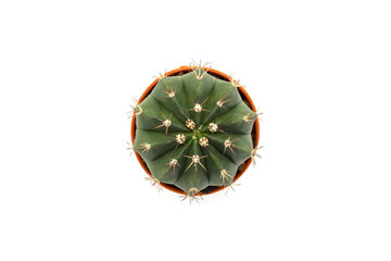 Top view of Cactus in pot on white background.