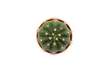 Foto op Plexiglas Top view of Cactus in pot on white background. © Yutthana